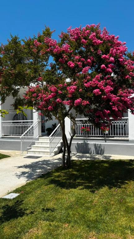 a tree with pink flowers in front of a building at The Fernvills in Nea Kallikrateia