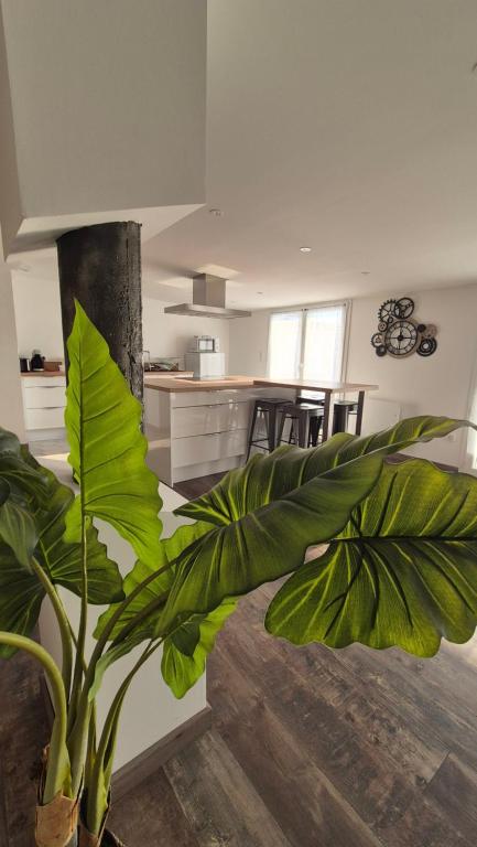 a large green plant in a room with a kitchen at ALBI Logement spacieux in Albi