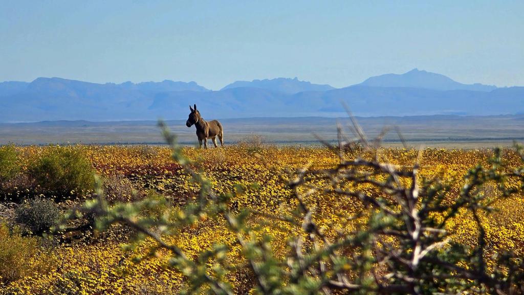 a horse standing in a field of flowers at Skoorsteenberg Farm Camping & Accommodation in Tankwa Karoo