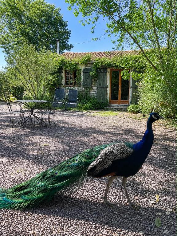 a peacock walking in front of a house at Dormir Ben Aise Hammam Massages in Maillezais