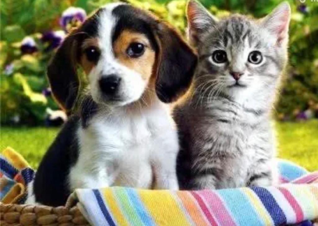 a dog and a cat sitting next to each other at Zoo Hotel in Yerevan