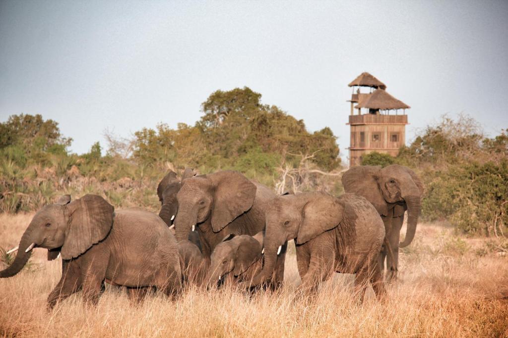 a herd of elephants walking in a field at Babs' Camp, A Tent with a View Safaris in Saadani