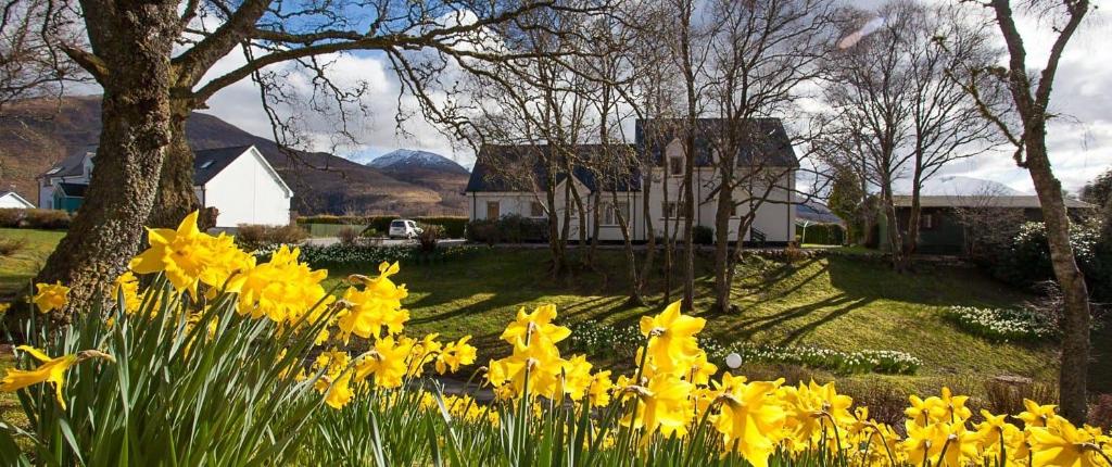 a field of yellow flowers in front of a house at Eagles Ledge Cottage in Roybridge