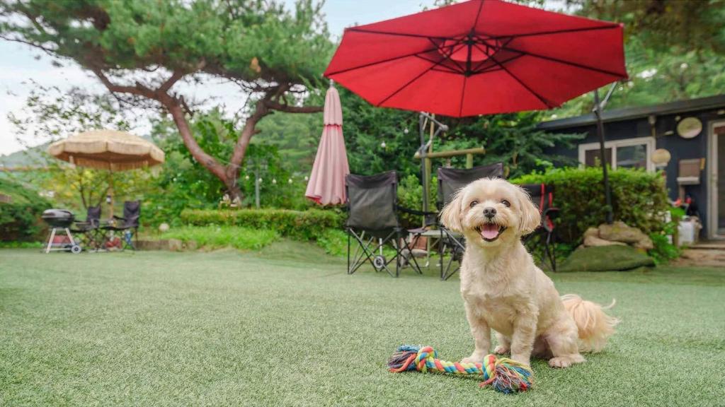 a dog sitting on the grass under a red umbrella at Pocheon Arumdri Pension in Pocheon