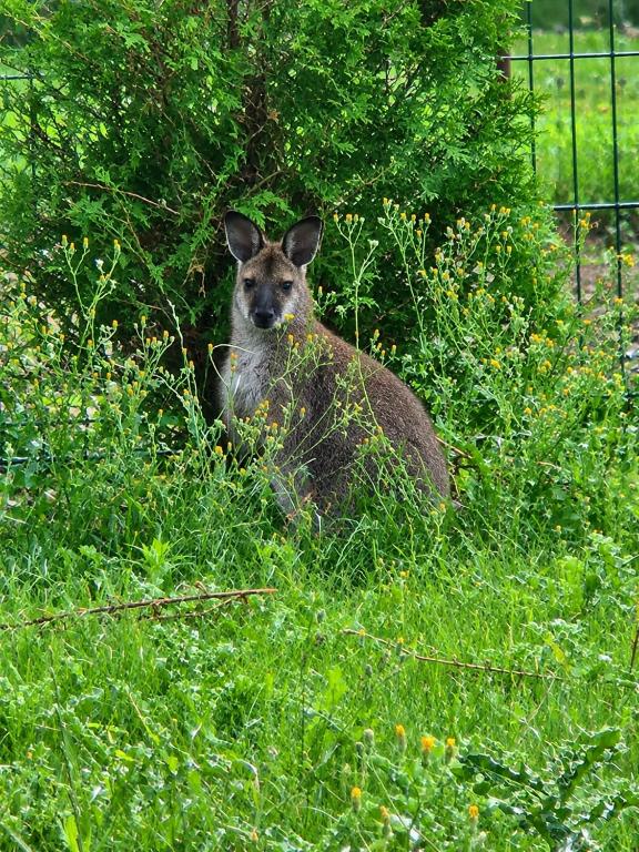 a deer sitting in the grass in a field at Le Nid des Wallabys in Monchy-le-Preux