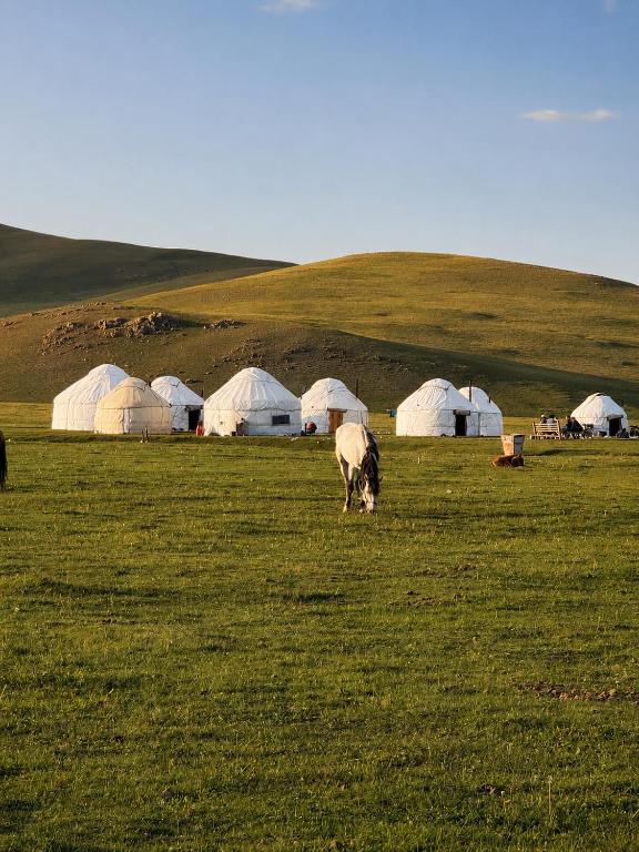 a group of animals grazing in a field with tents at Horse Riding Son-kol in Song-Kul