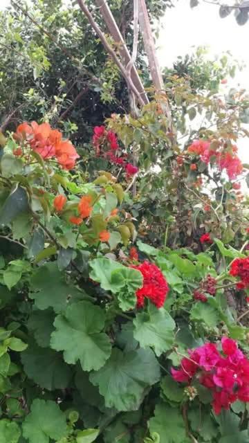 a bunch of red flowers in a garden at Mini-villa ajdir in Ajdir