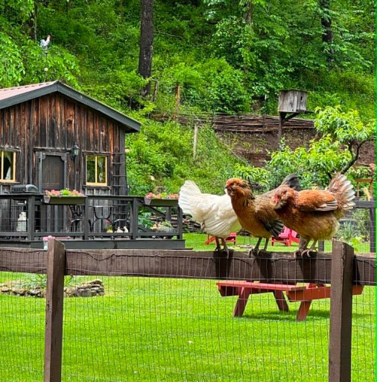The Renovated Barn at Seneca Rocks - Error