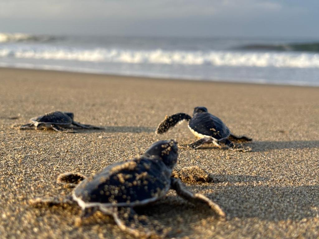 a group of three turtles on a beach at Teluk Biru Homestay in Banyuwangi