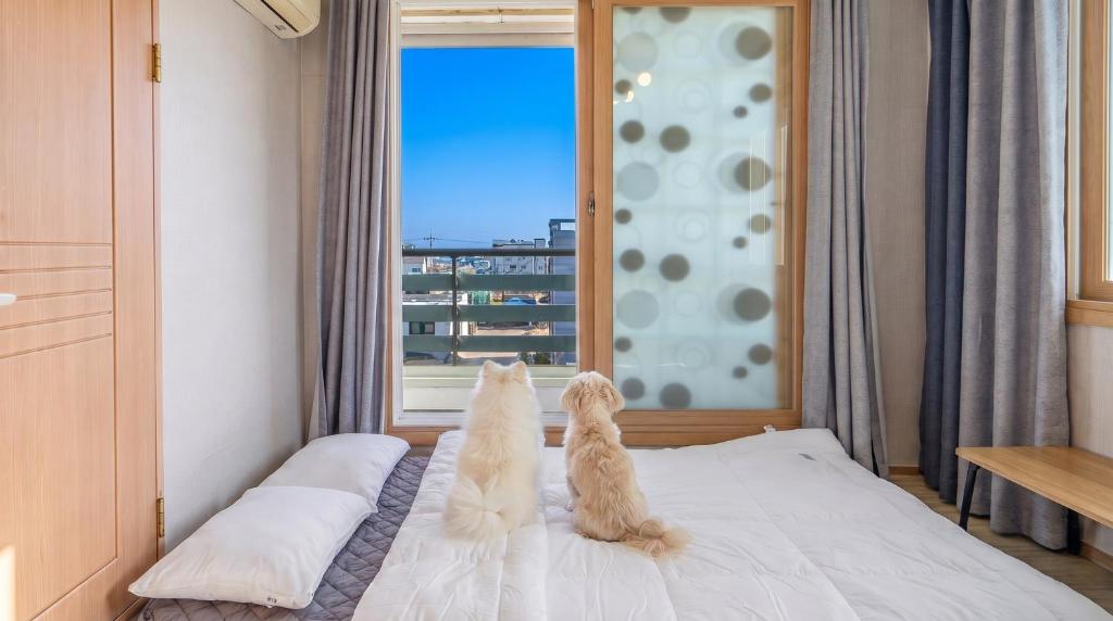 two dogs sitting on a bed looking out the window at Gangneung Basecamp Pension in Gangneung