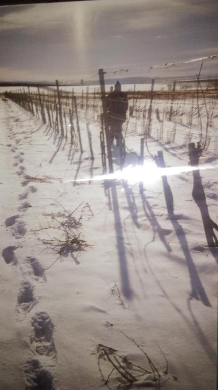 Fotografia z galérie ubytovania Weinhaus Eva-Maria Wagner v destinácii Eisenstadt