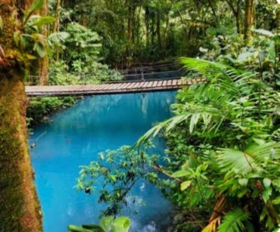a swimming pool in the middle of a forest at Lugar de paz cerca de Upala in Upala