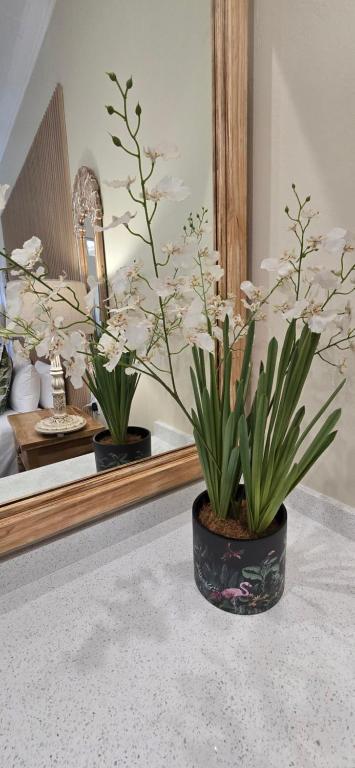two plants in a black pot on a bathroom counter at Phumula Farm Guesthouse in Nhlangano