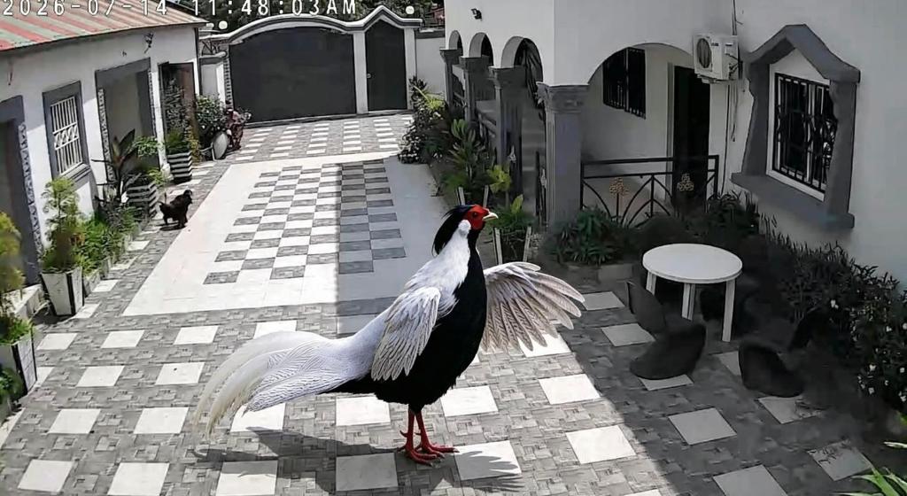 a bird standing on a patio with its wings out at Cutting Edge Guest House in Lamin