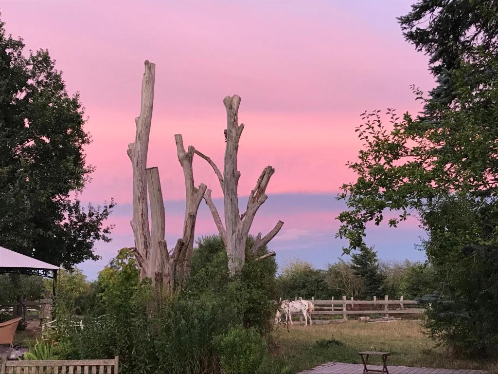 a tree in a field with a horse in the background at Alte Büdnerei - DZ "Bambus" in Brunshaupten