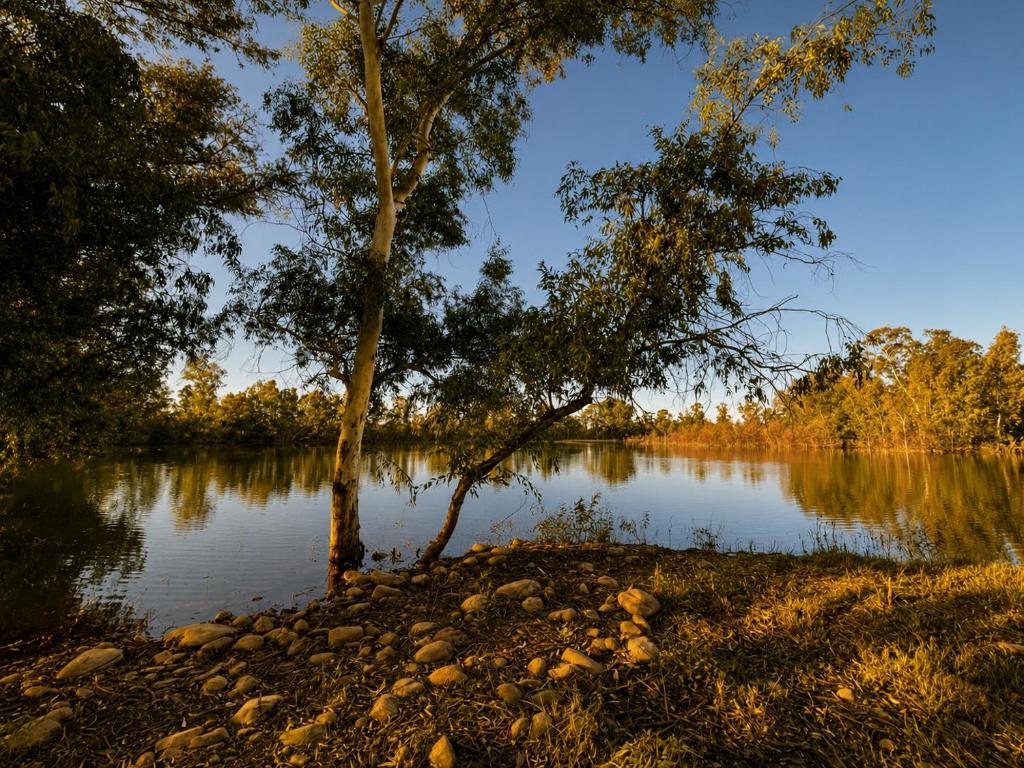 a tree on the shore of a lake at Lake Cabin in Olifantshoek