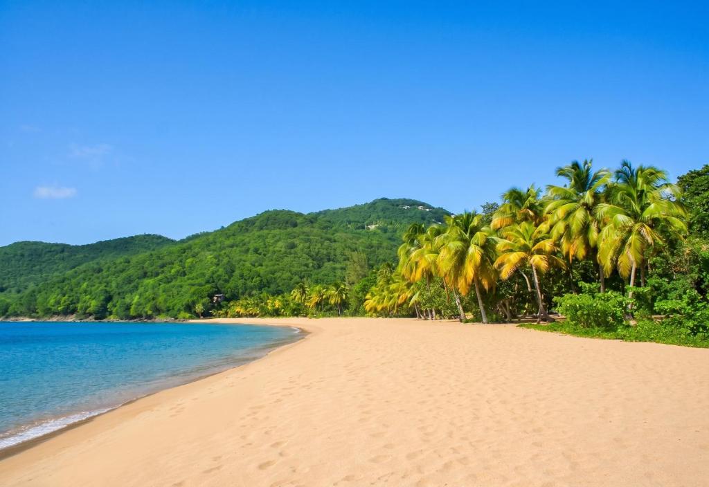 a beach with palm trees and the ocean at Maison de charme avec vue sur mer à Bas Vent - Confort optimal in Bas Vent