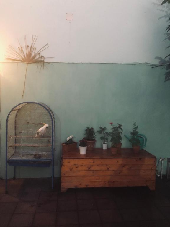 a bird in a bird cage on a table with plants at Wild Caspian coast in Aşağıoba