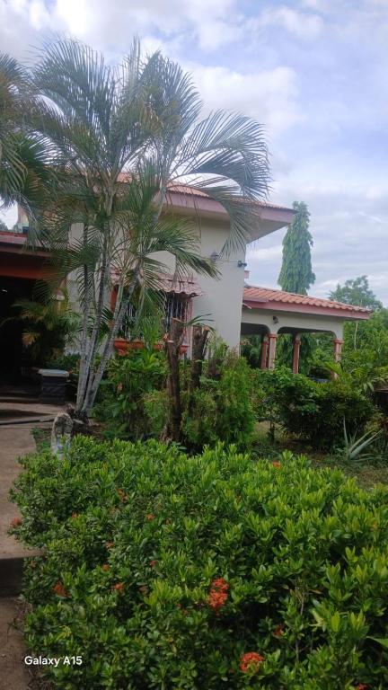 a house with a palm tree in front of it at Las Colinas in León