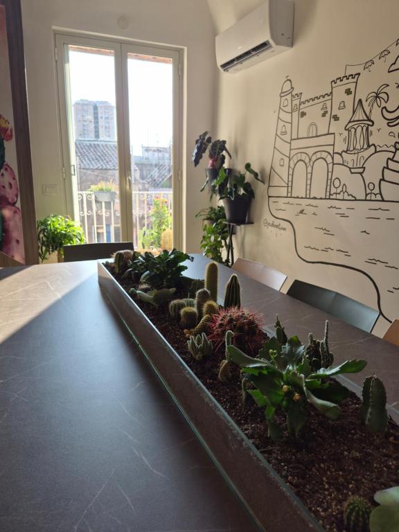a table with a bunch of plants on top of it at Liotru Maisonne, rooms with en-suite bathroom and shared bathroom in Catania