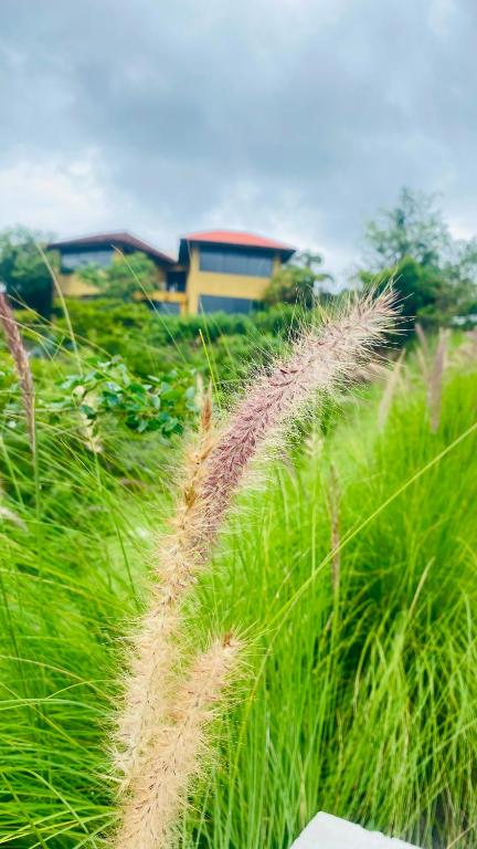 a field of tall grass with a building in the background at The Yellow Retreat in Wai