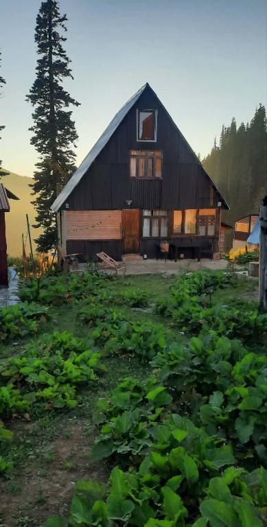 a barn with a lot of green plants in front of it at Bakhmaro Lodge in Chʼkhakoura