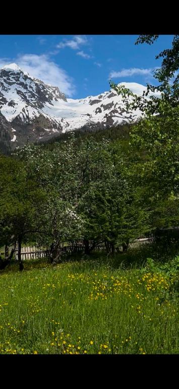 a field with trees and flowers in front of a snow covered mountain at Jemal Guest House in Cholashi