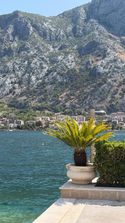 a plant in a pot next to a body of water at Lime by Kotor in Muo