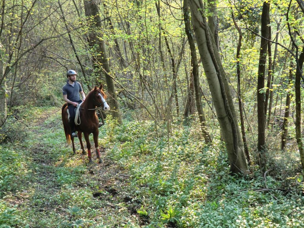 Állatok a vidéki vendégházban vagy a közelben