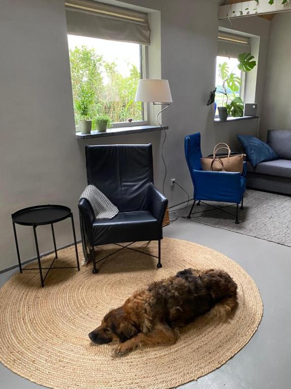 a large brown dog laying on a rug in a living room at Atelier Markelo in Markelo