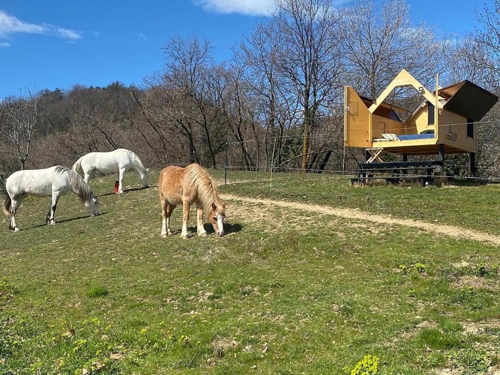a group of horses grazing in a field at Stars box La Barona in Villar San Costanzo