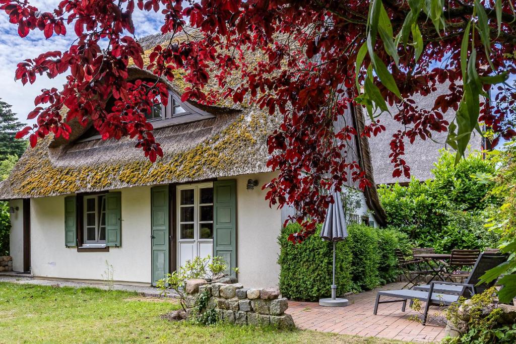 a cottage with a red flowering tree in front of it at Meermaler in Ahrenshoop