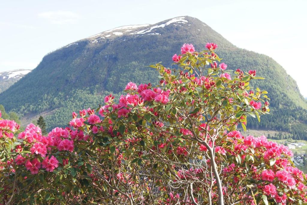 a bush with pink flowers in front of a mountain at Engeset Villa in Volda