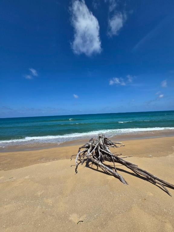 a piece of driftwood on a beach with the ocean at Serenity Naiyang Най Янг D02 in Nai Yang Beach