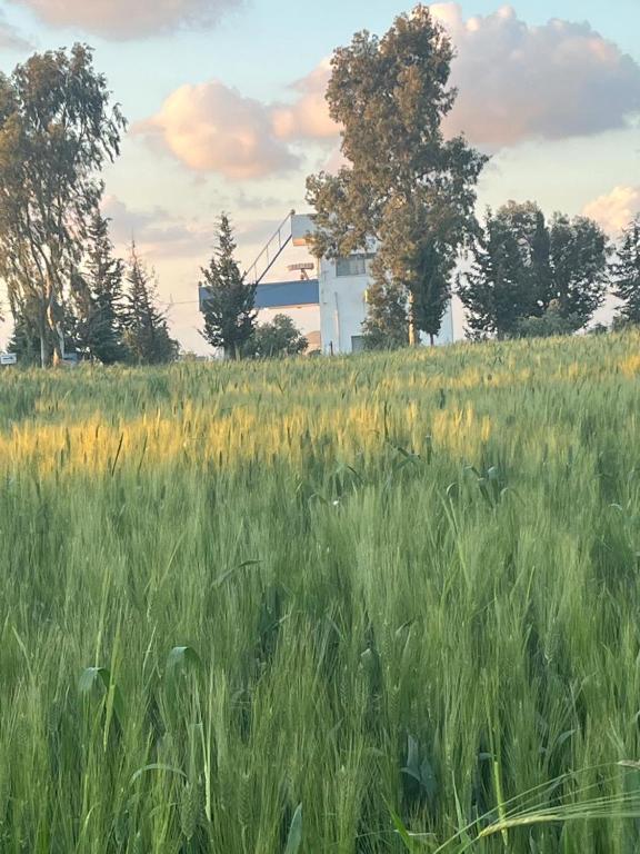 a field of tall grass with a house in the background at Beit Philodemus 2 - IRIS in Um Qeis