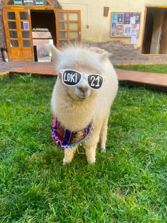 a sheep with glasses on its face in the grass at Loki Cusco in Cusco