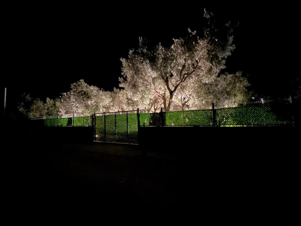a tree in front of a fence at night at Miarla Rooms in Borsh