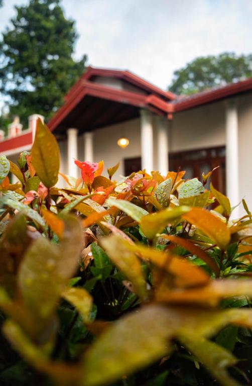 a group of plants in front of a building at Eco Serenity Kandy in Kandy