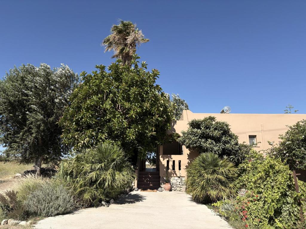 a house with a palm tree in front of it at Kamara Apartments Marmari in Marmari