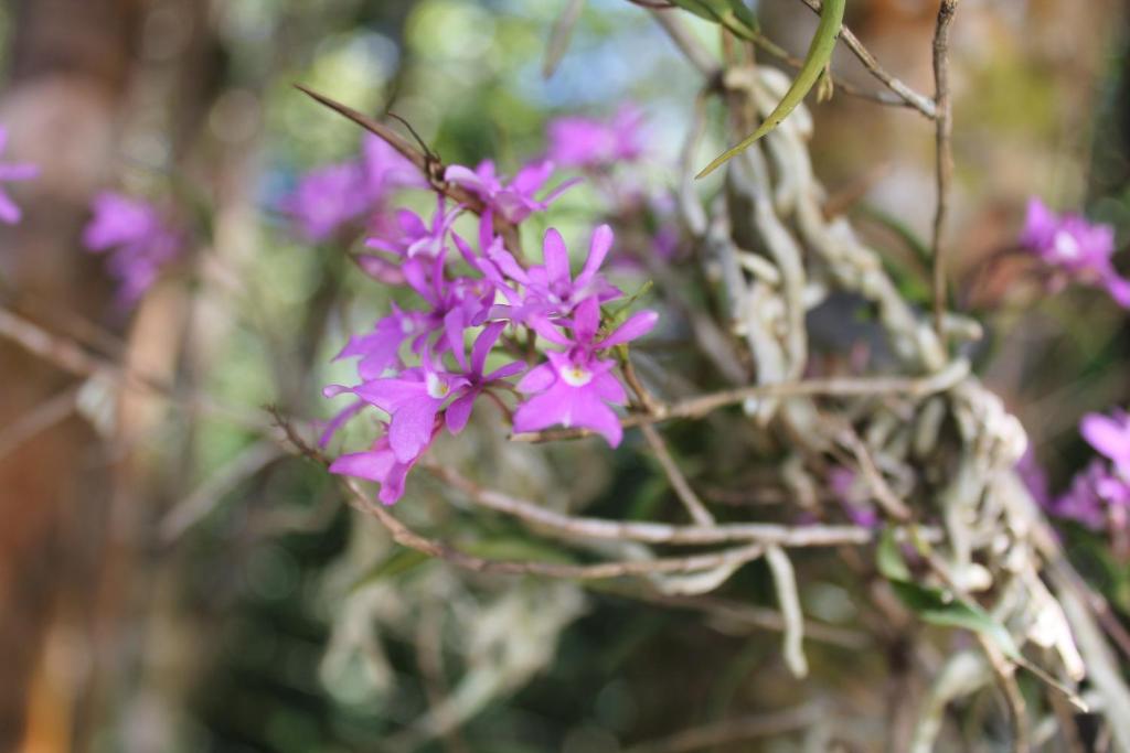 Fotografie z fotogalerie ubytování Greemount Hotel v destinaci Monteverde Costa Rica