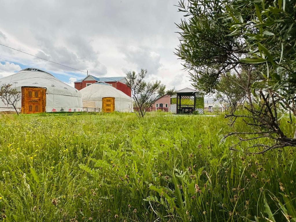 a field of tall grass with two white domes at Aspan Kazakh Ger Camp in Ölgiy