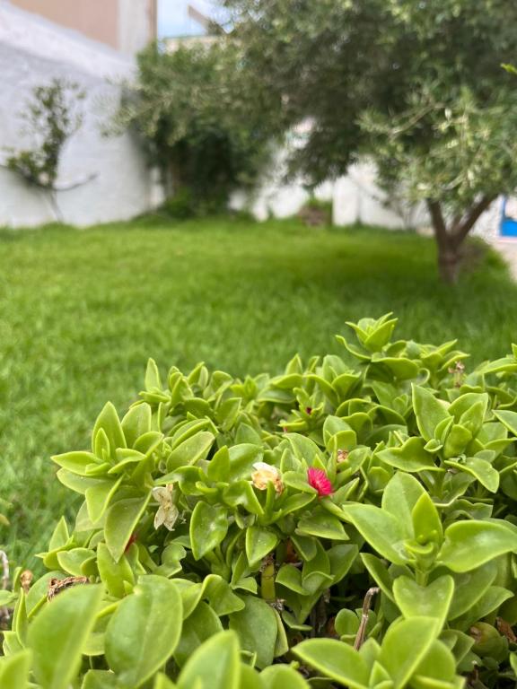 a green bush with a pink flower in a yard at 3 bedroom Villa with garden in Ez Zahra