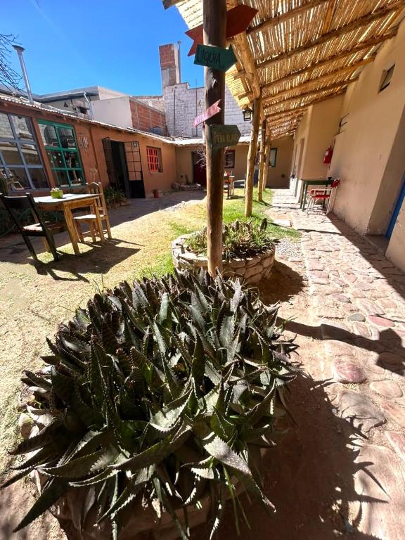 a plant laying on the ground next to a building at Hostal Humahuaca in Humahuaca