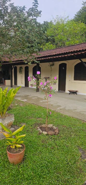 a small tree in the grass in front of a building at Pousada Paraíso Guapi in Guapimirim
