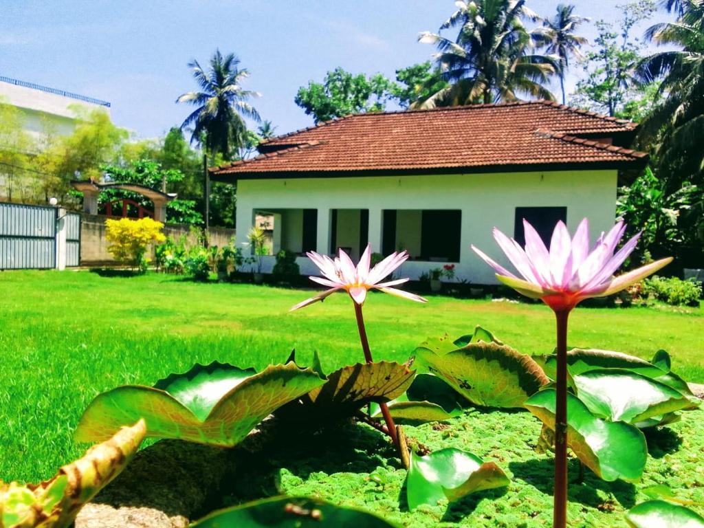 a house in a yard with flowers in a pond at Villa77 Benthota in Bentota