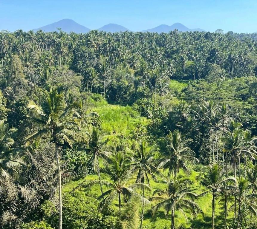 River Song Ubud, Bali - Photo 4