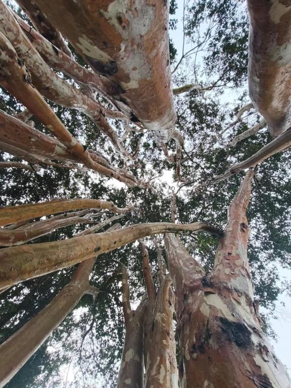a close up of the branches of a palm tree at Birloche in Butalcura