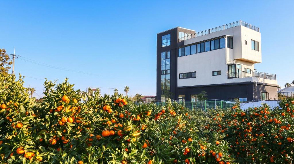 an orange tree in front of a building at Jeju DK House Pension in Seogwipo