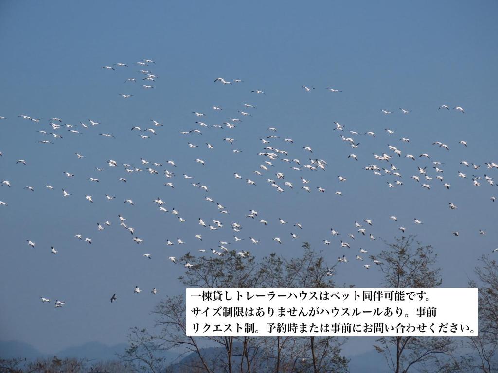 a flock of birds flying in the sky at Cafe & Stay Flyway in Ogata