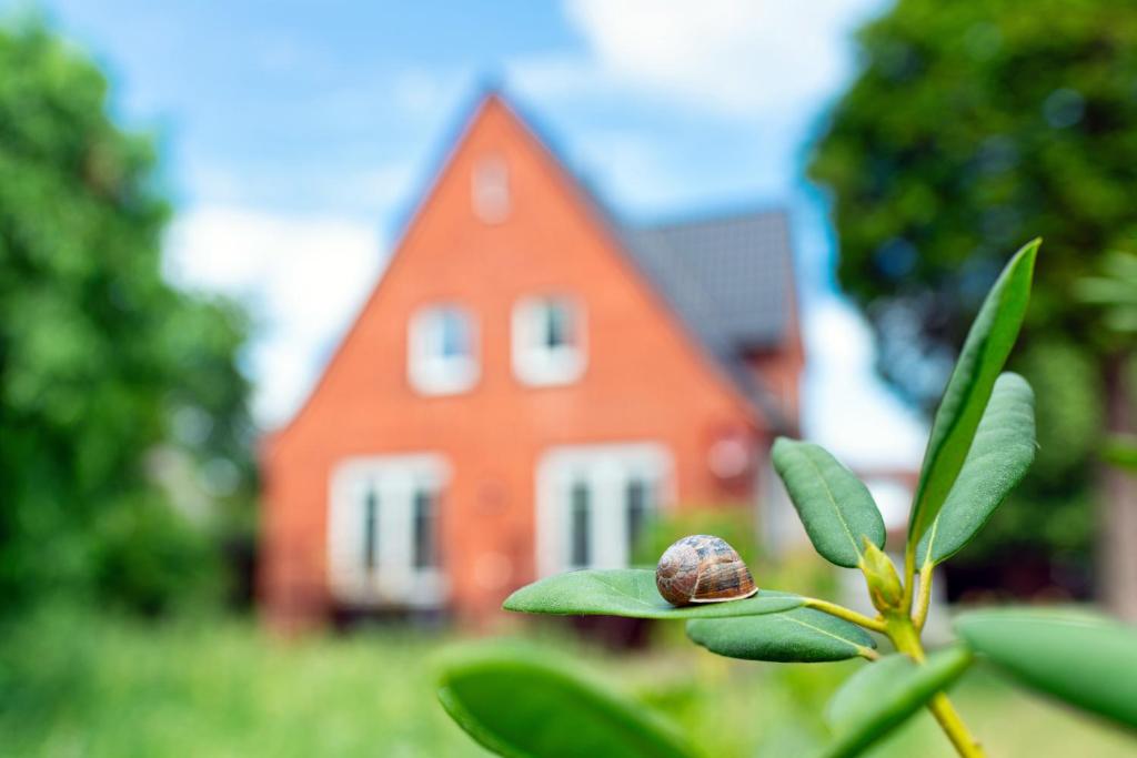 a snail sitting on top of a plant in front of a house at Das Schneckenhaus EG in Lathen